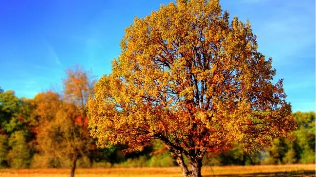 Tree in autumn