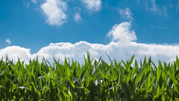 Photo of a corn field